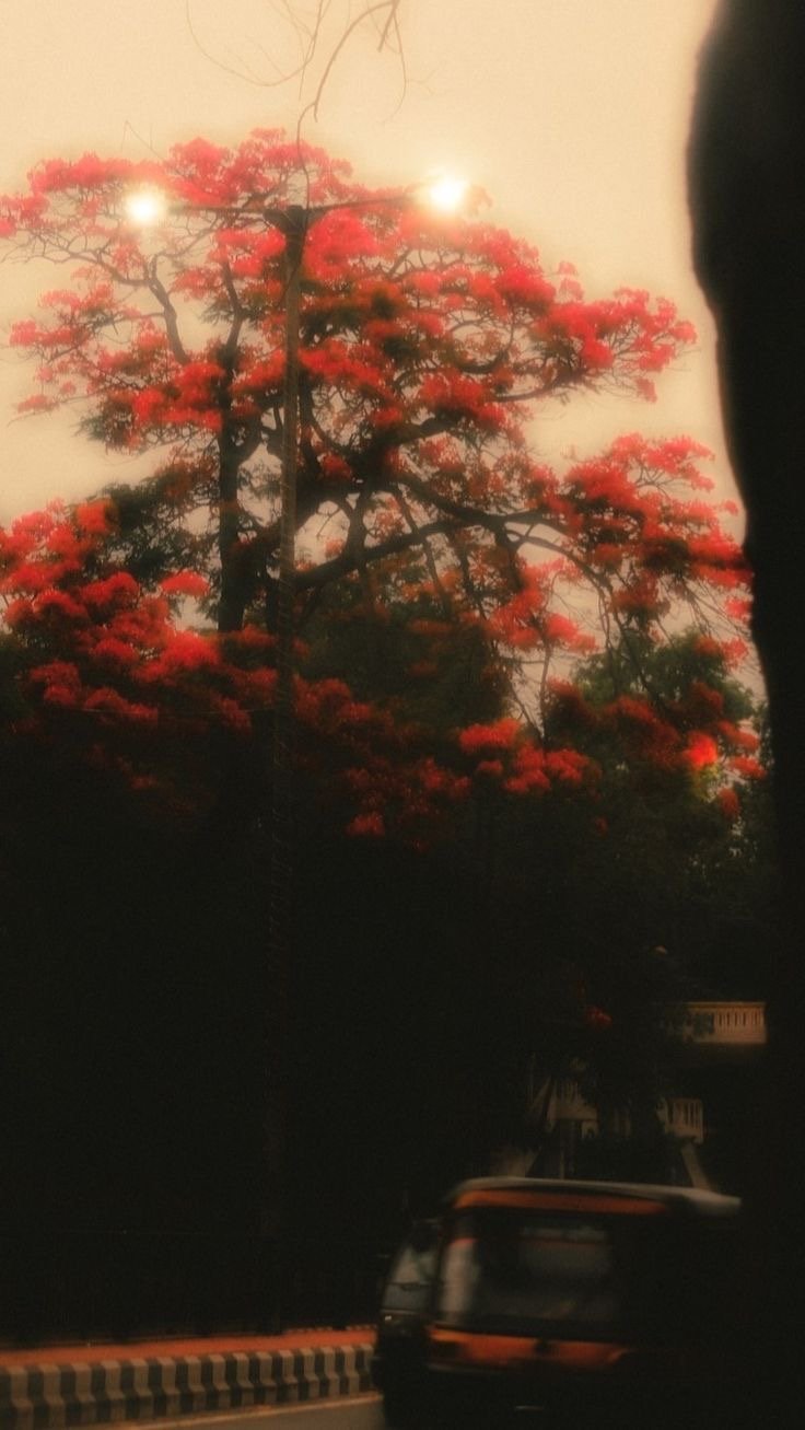 Royal Poinciana